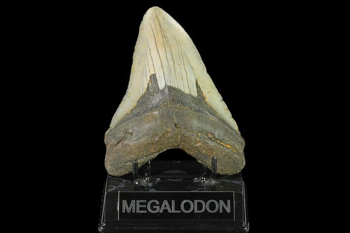 Fossil Megalodon Tooth - North Carolina #124928